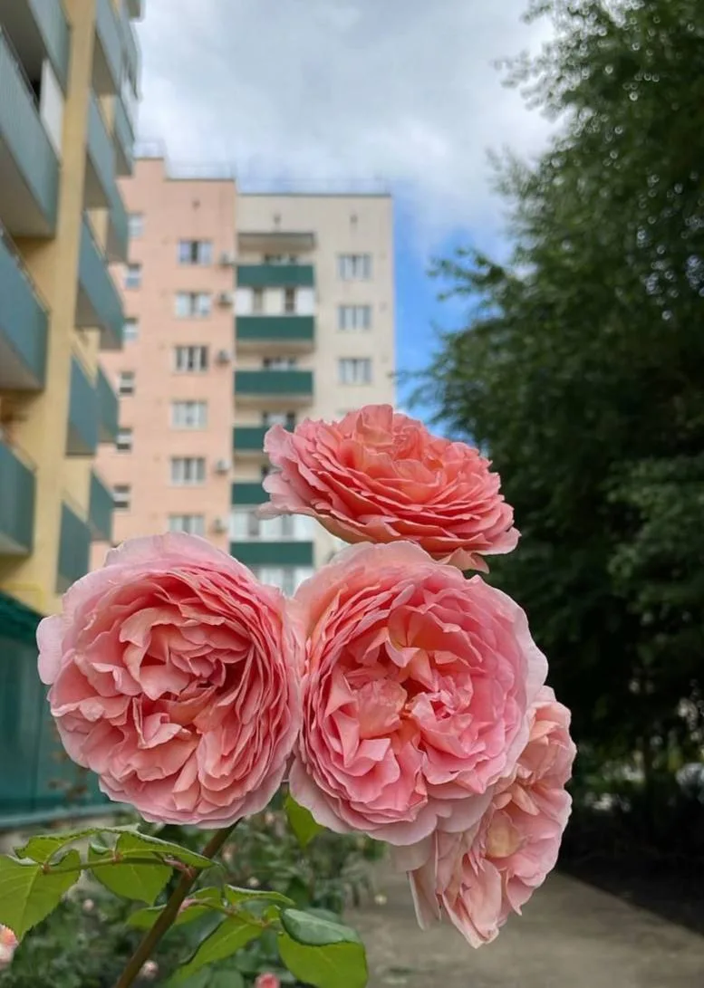 Доброе утро, Яблоновский! 

Погода на 18 июня ☀️
Температура воздуха сегодня до +29°С, ночью +16°С. 