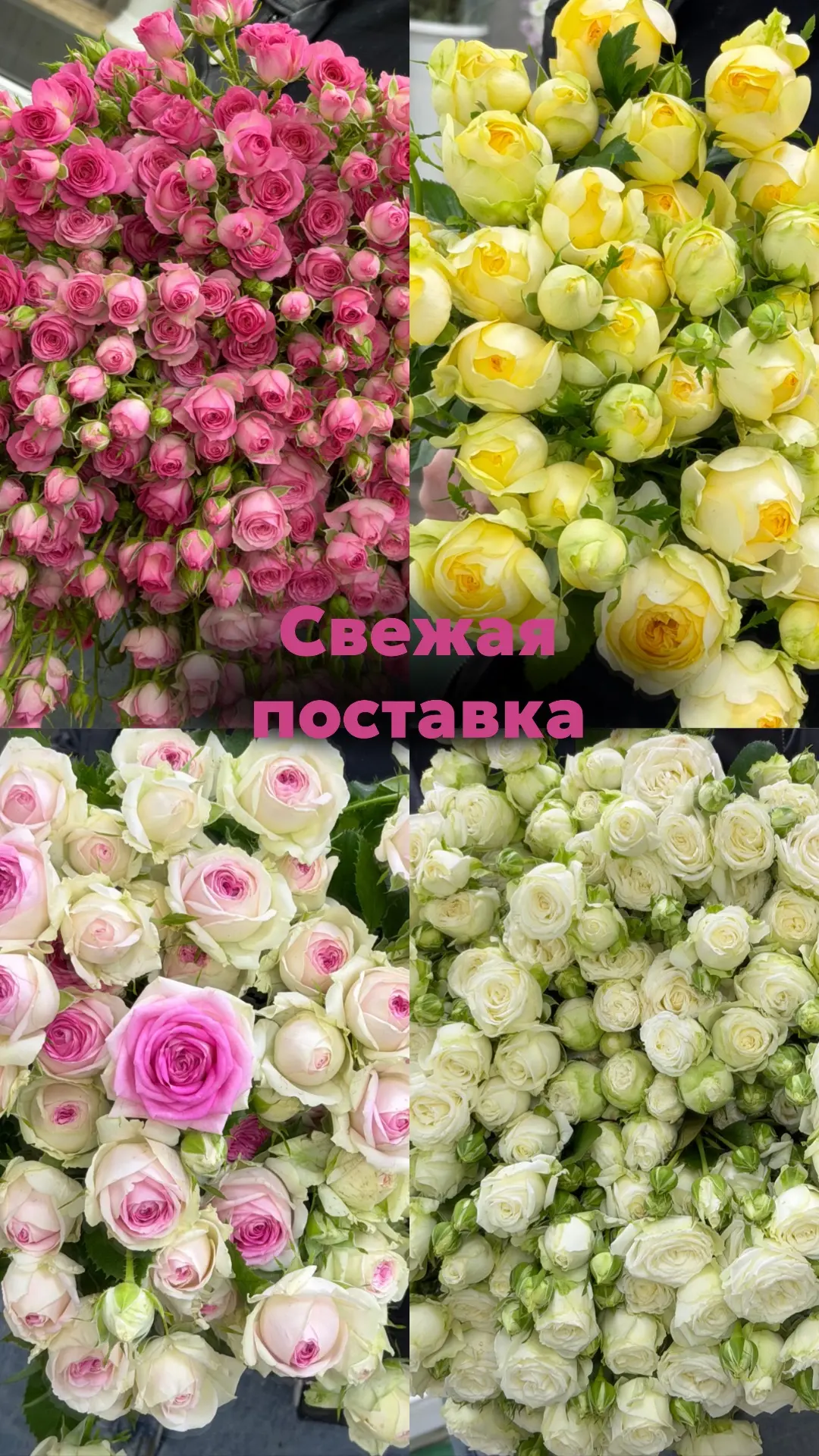 Воскресная допоставка местной розы 🫶🏻