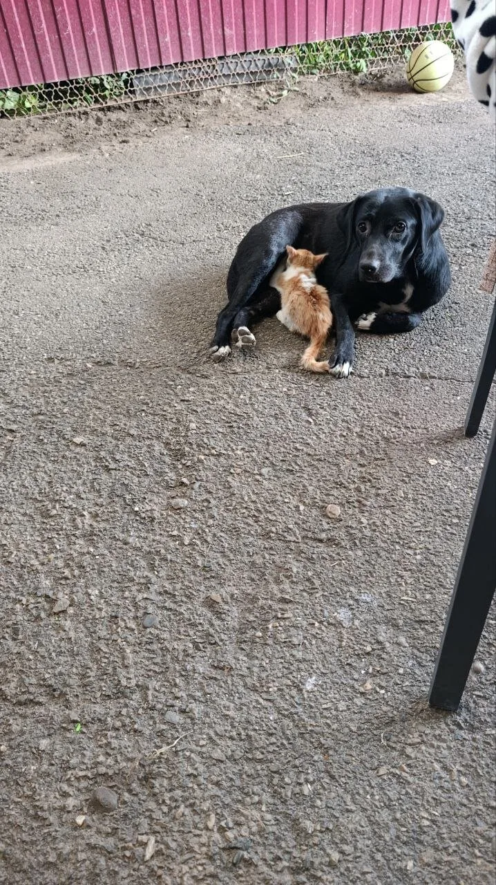 🐕 Пропала собака, помогите найти!