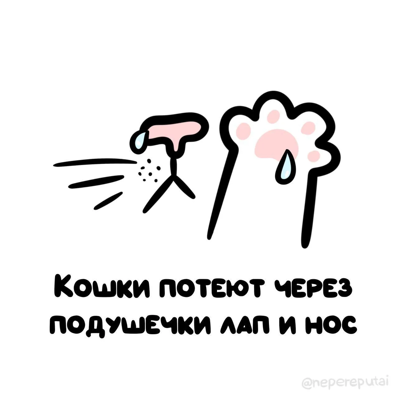Сфинкс - единственная котя, которая обгорает и потеет! 🥵

Мы в МАХ