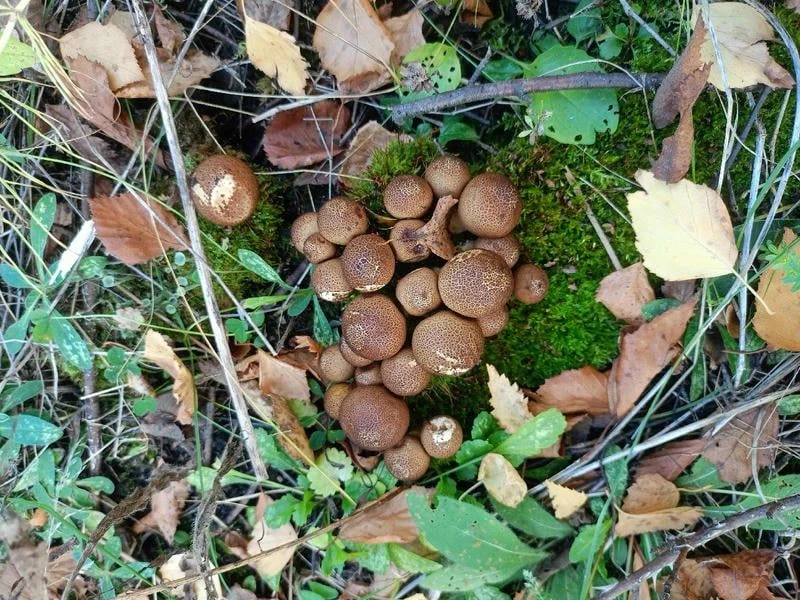 🍄🍄🍄Грибное настроение