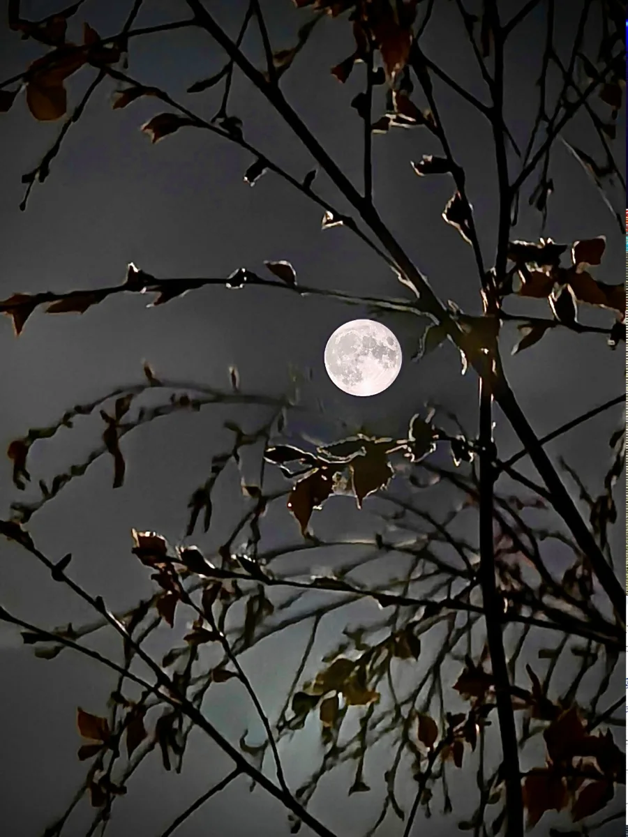 Майское полнолуние  📸 Лиса Лихачева  *Краснознаменск в других других соцсетях и мессенджерах 😊