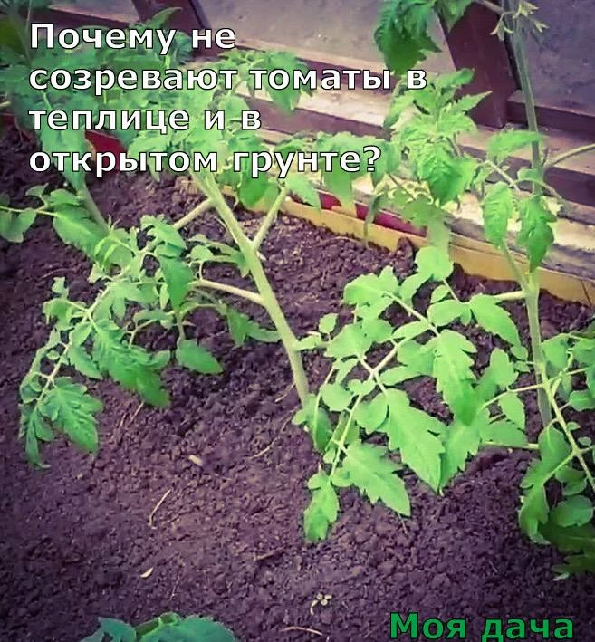 Почему не созревают томаты в теплице и в открытом грунте? 🍅

Высадили рассаду вовремя, выбрали ранн