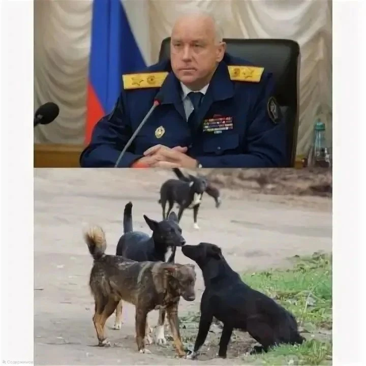 🐕 Ситуацией с бездомными собаками в Краснодаре заинтересовался глава Следственного ком...