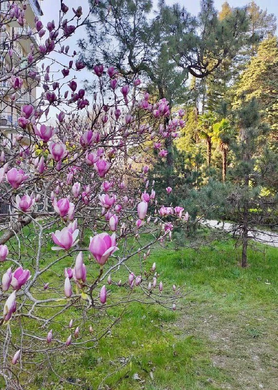 🌸 Срочные цветочные новости  В Сириусе зацвели все виды магнолий, передай друзьям.  📲 Сириус в МАХ