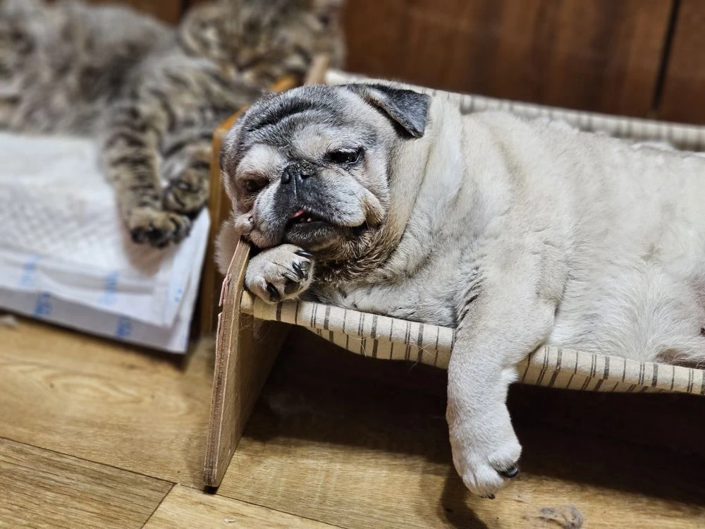 Дуся и Аккордик . У них дневной сон 😴  никак не могу найти такой диван .хотим поменять Дусеньке.😄 