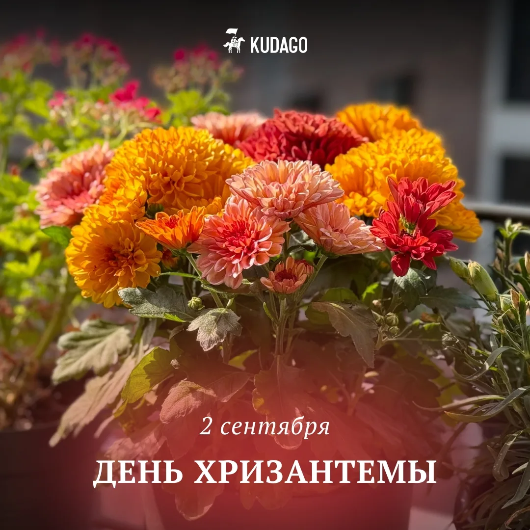 Сегодня — День хризантемы
