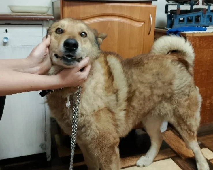 🐕‍🦺Барон. Добрый, общительный пожилой пёс. Успешно перенёс операцию по удалению новообразования на