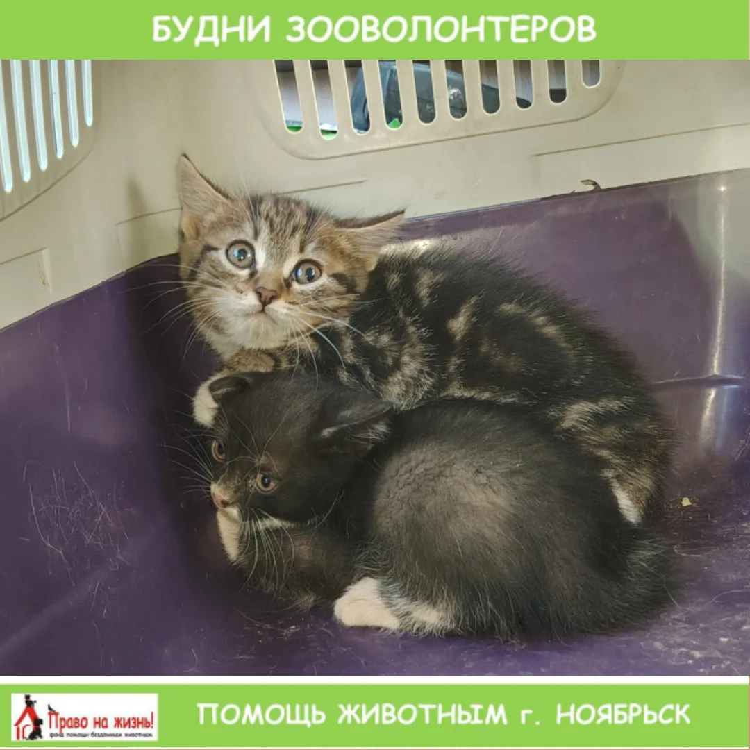 ИЗ БУДНЕЙ ЗООВОЛОНТЕРОВ

21 июля Кире позвонила знакомая кормилица подвальных котиков в одном из дом