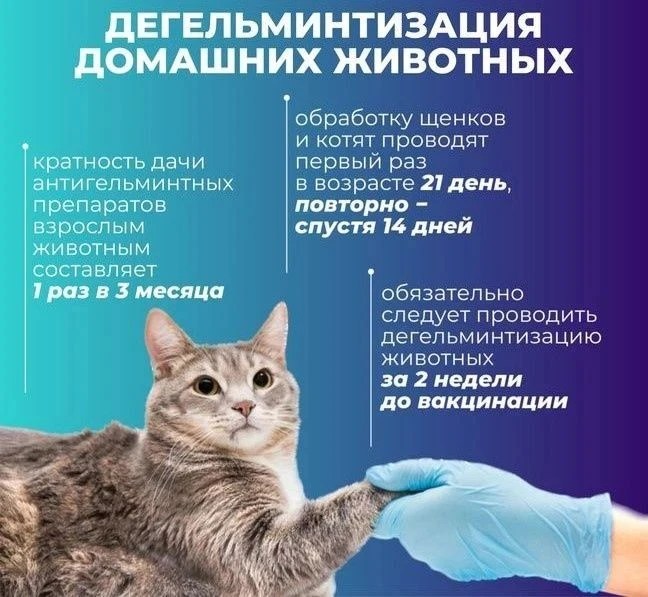 Дегельминтизация животных – это комплекс терапевтических лечебно-профилактических мероп...
