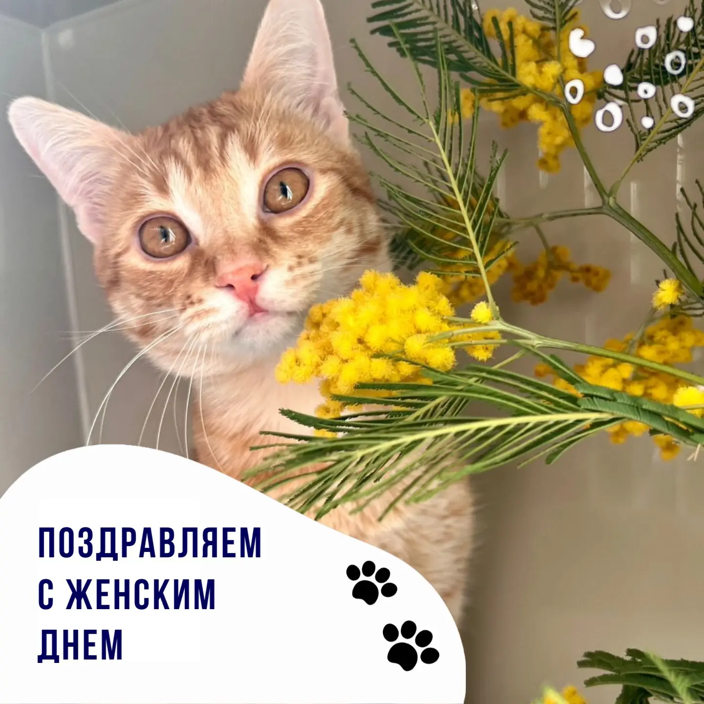 💃Милые женщины, команда ветеринарной клиники В добрые руки поздравляет вас с Междунаро...