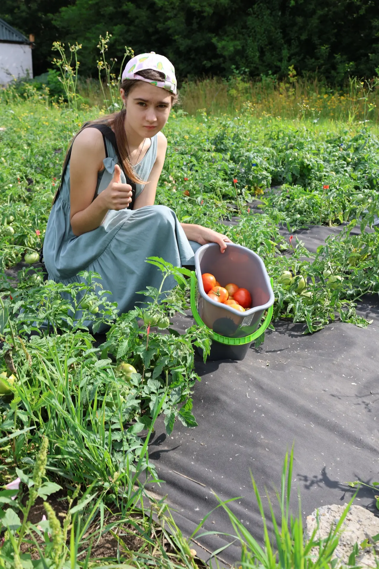 🍅 Первый томат сезона сорван и съеден! Знакомьтесь: «Бельбек»!