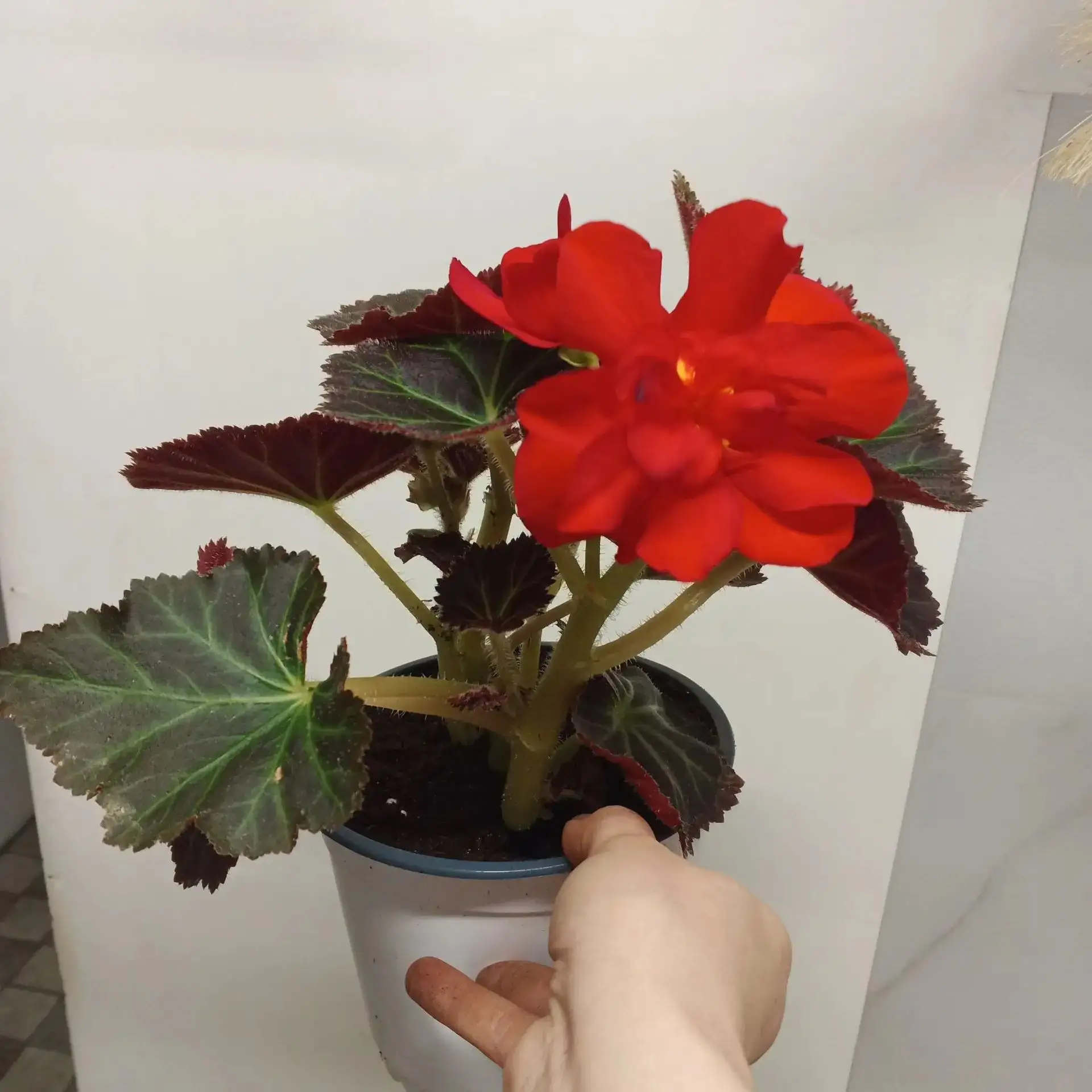 Поздние сеянцы клубневой бегонии на зимовку переехали на стеллажи😍