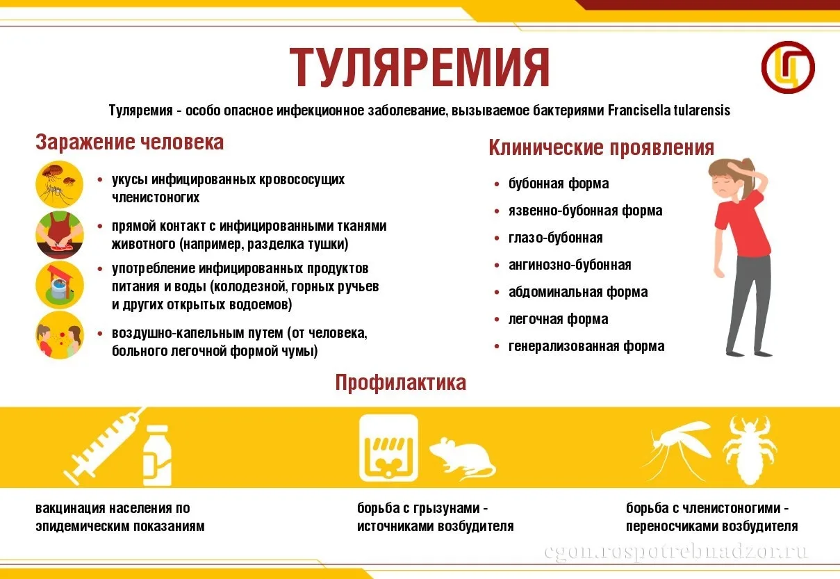 🐭 Туляремия — это природно-очаговая зоонозная инфекция, очаги которой существуют во вс...