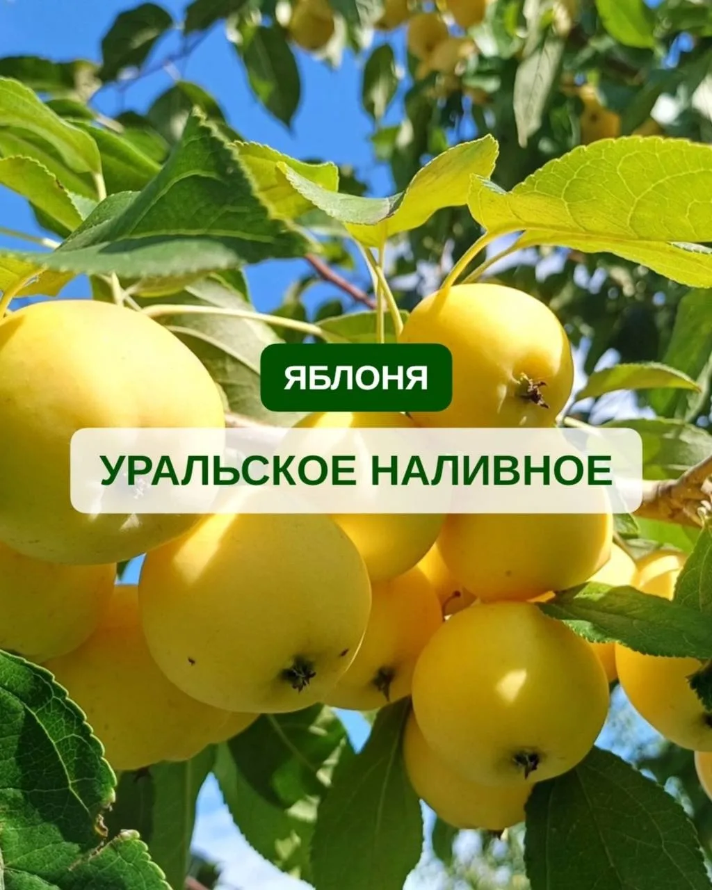 🍏 ЯБЛОНЯ «УРАЛЬСКОЕ НАЛИВНОЕ»: проверенный временем сорт для сурового климата