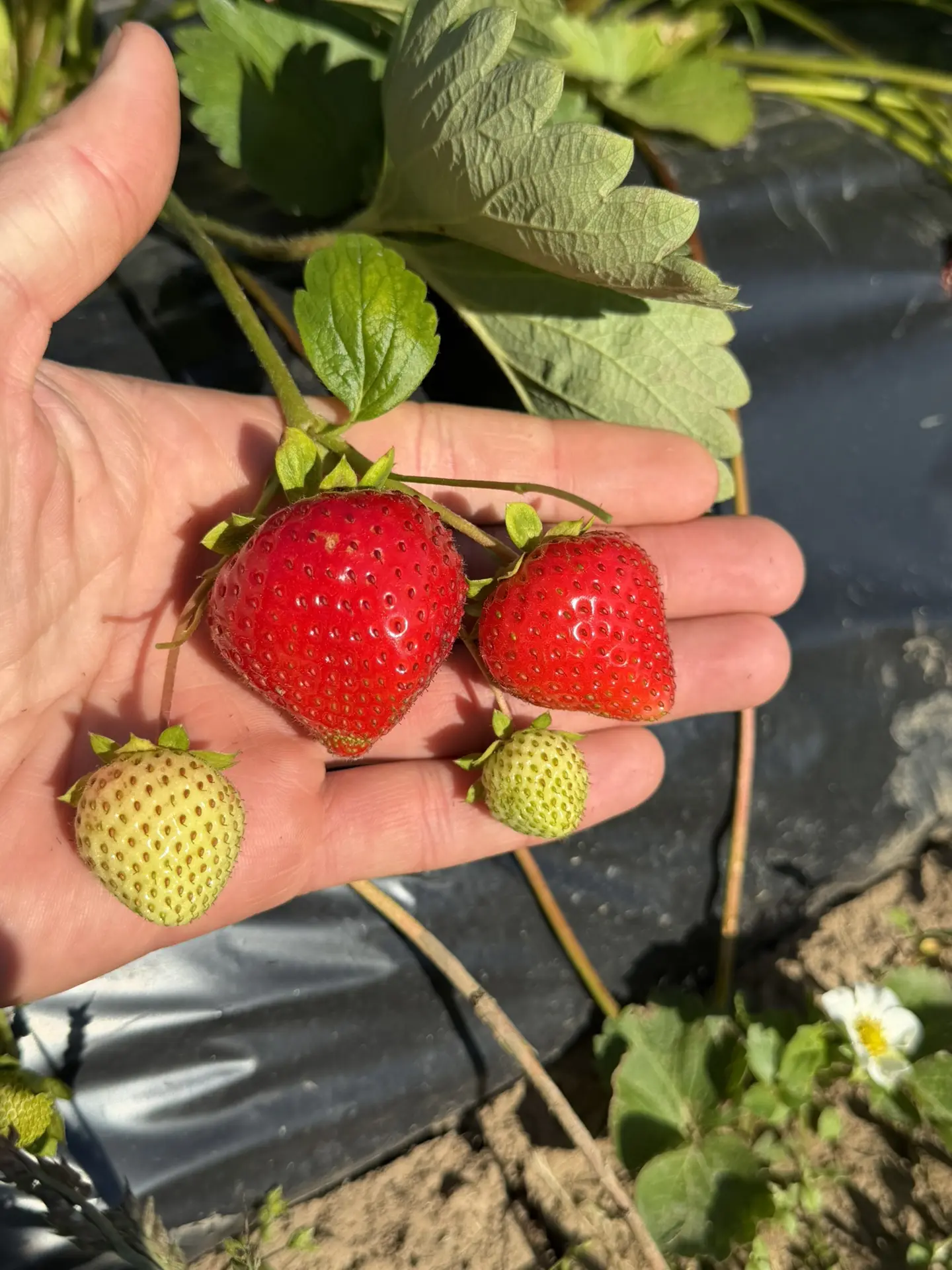 Друзья, завтра выходим собирать🍓🥳

Ягодка шикардосная! И по вкусу и по виду и по размеру!🔥

Но ее