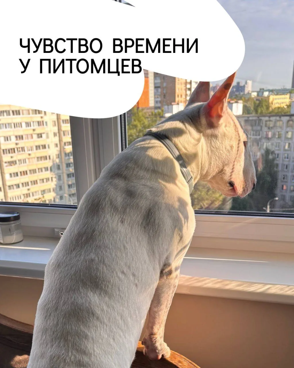Чувство времени у питомцев: как они запоминают расписание?

Вы наверняка замечали: собака уже сидит 