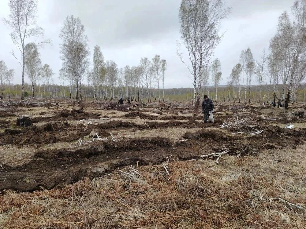В Красноярском крае высадили 4,5 миллиона молодых деревьев

Это итоги первого этапа лесокультурного 