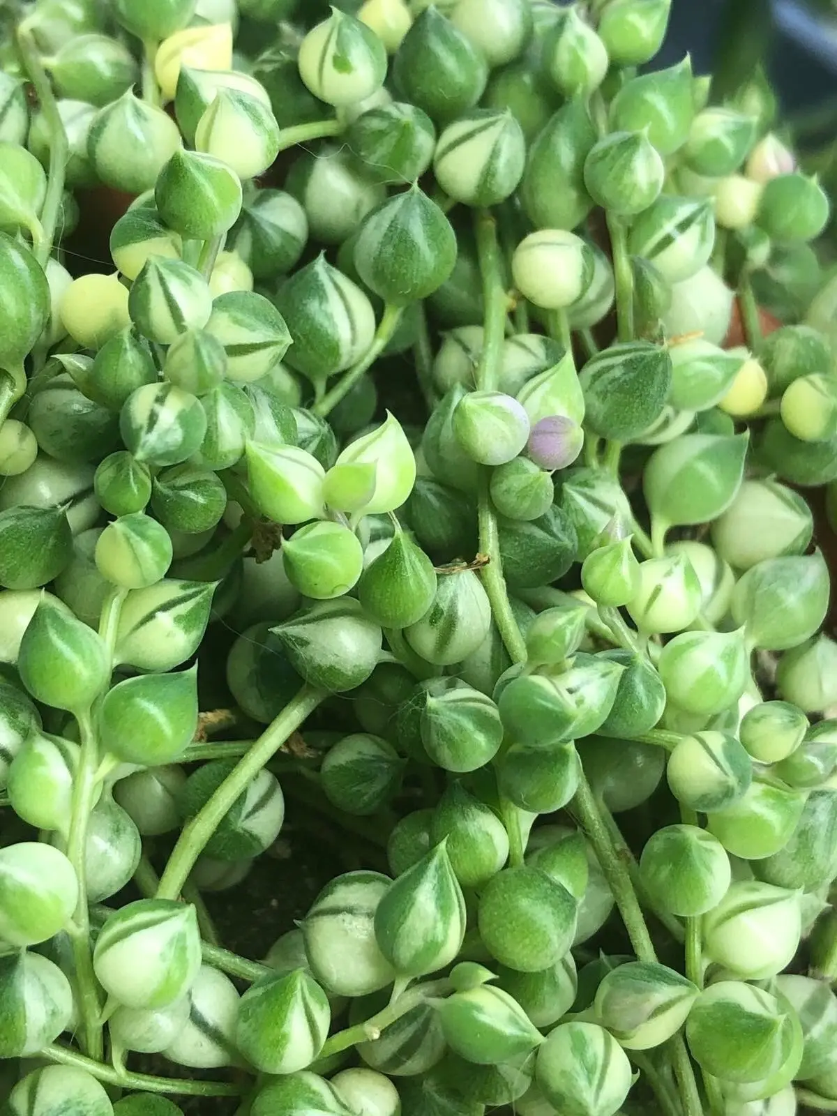 🌿 Знакомьтесь с участником выставки 1 августа! 🌿