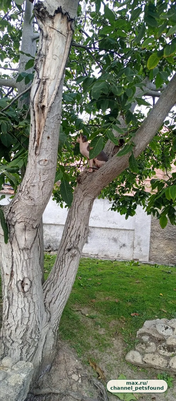 🐾 Найден питомец — Евпатория