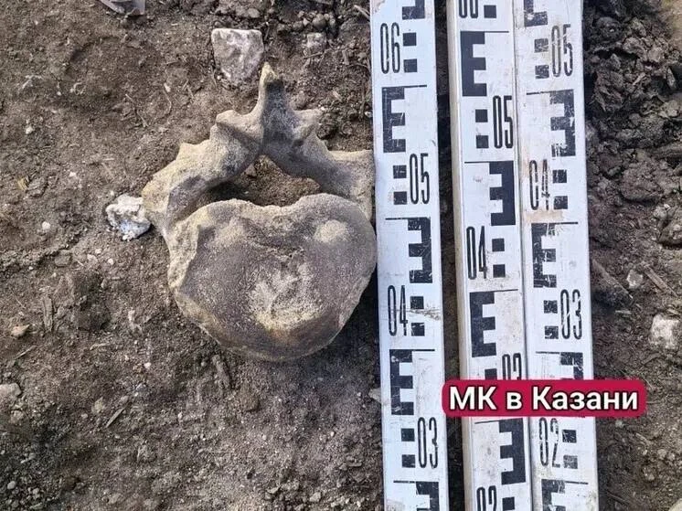 В центре Казани нашли огромный позвонок неизвестного древнего животного