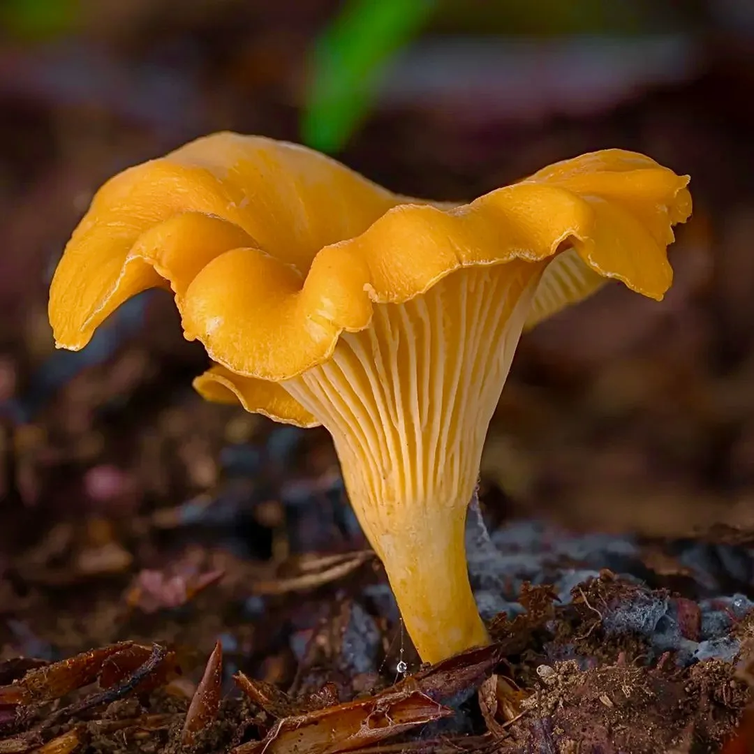 🦊 Cantharellus friesii (Лисичка бархатистая) - маленький лесной огонь 

Cantharellus friesii, барха