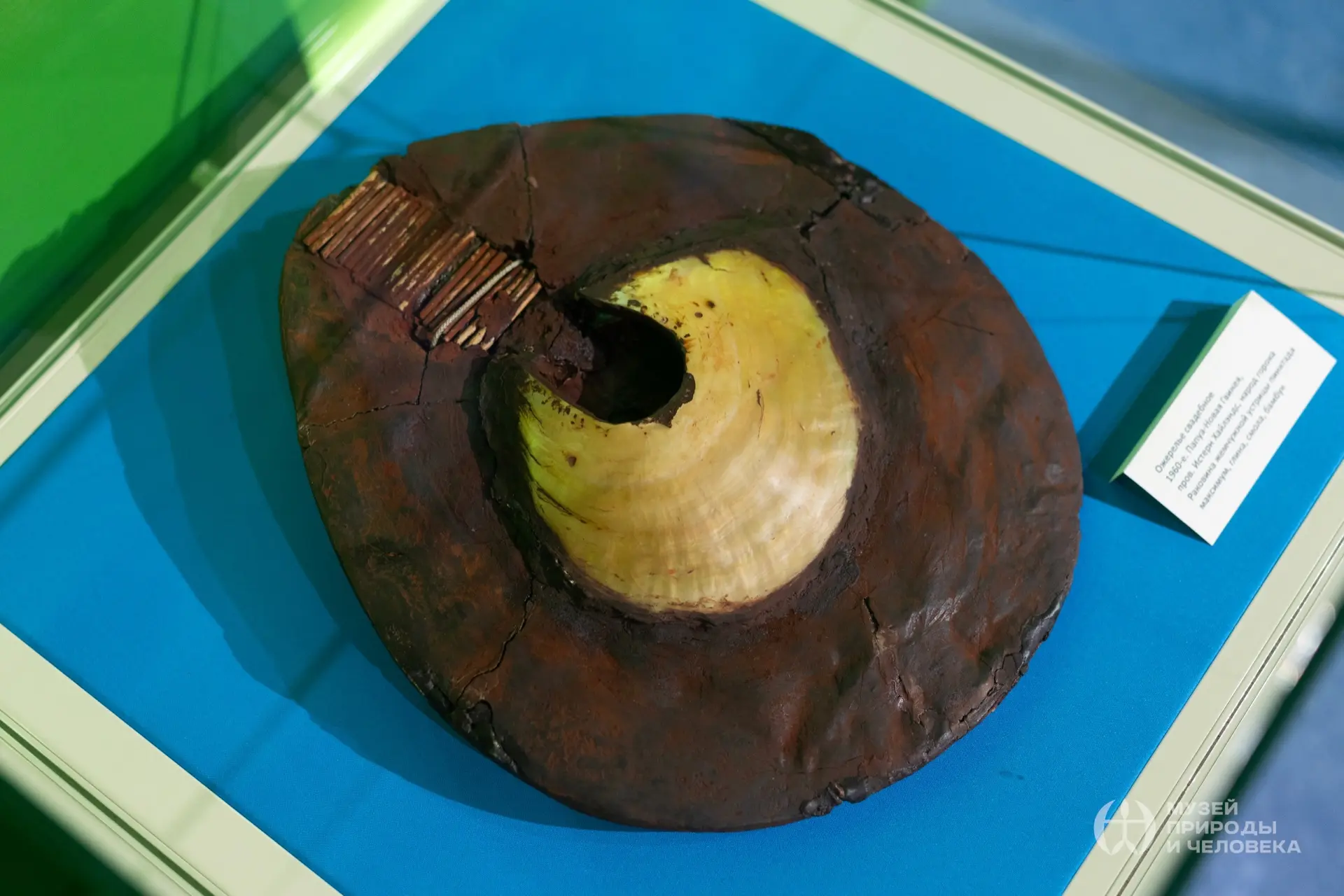 🐚 Когда ракушки дороже золота