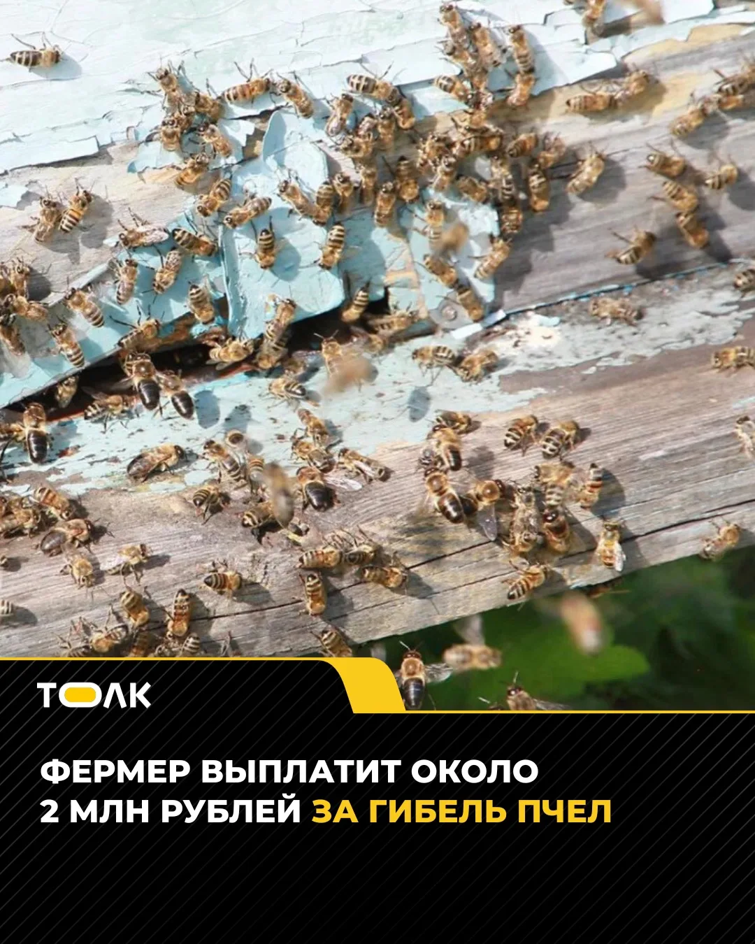 🐝 Фермер заплатит 2 млн рублей за массовую гибель пчел в Алтайском крае