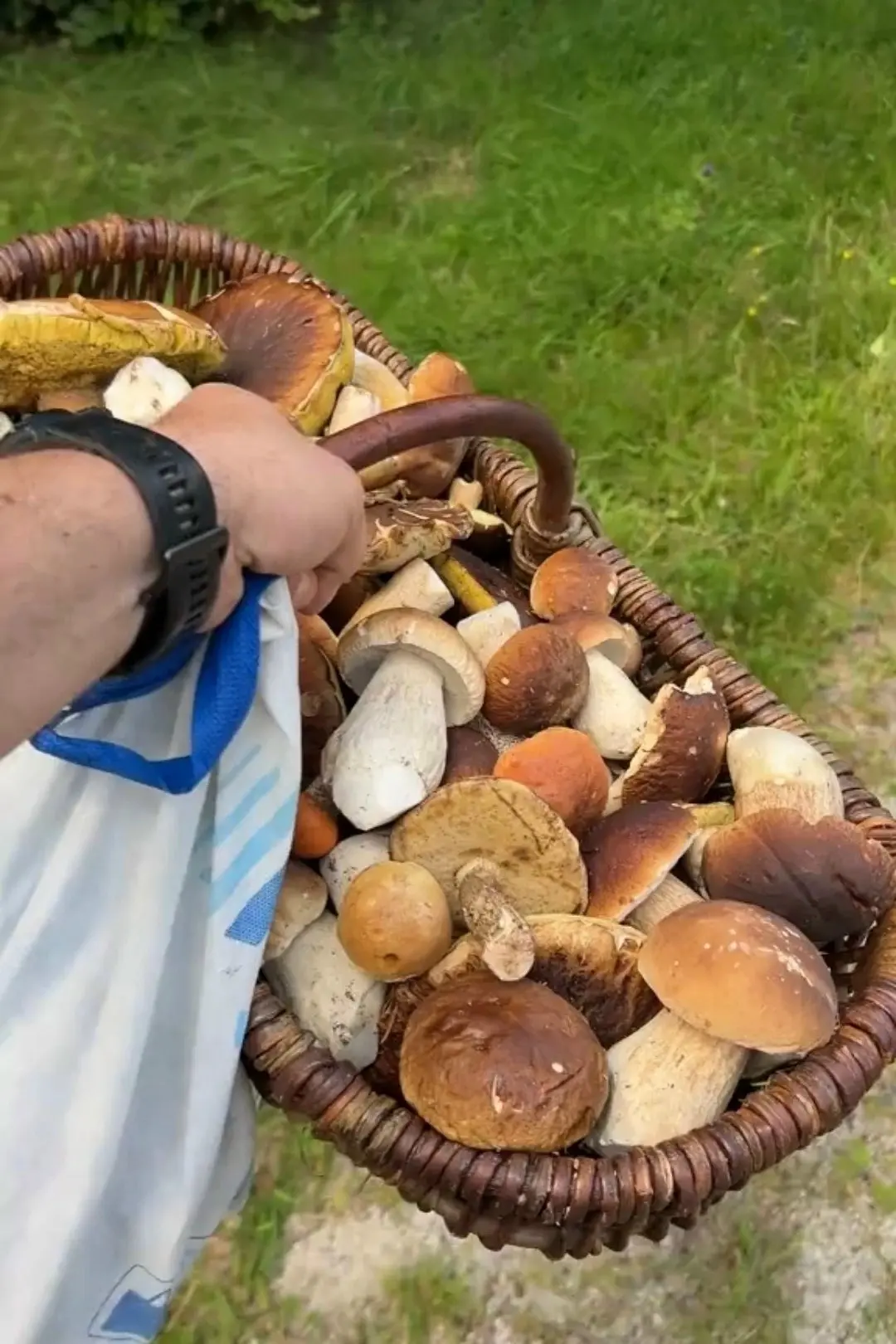 🌲🍄 Тихая Охота. Леса полны грибов.
(6 августа 2026 г.)