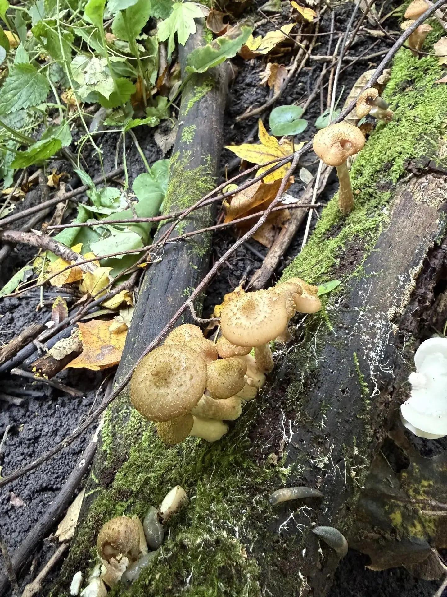 🍄‍🟫 Сегодня День грибника — а у нас для вас целая галерея от читателей, которые отмеч...