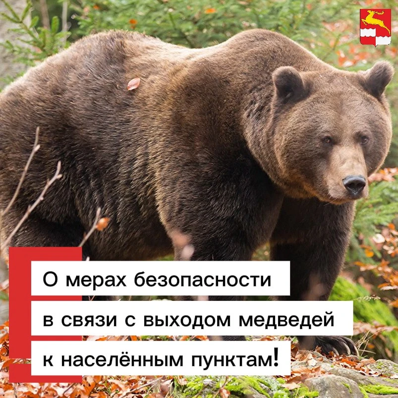 ❗️В Кежемском округе участились случаи выхода медведей в населенные пункты и город. На ...