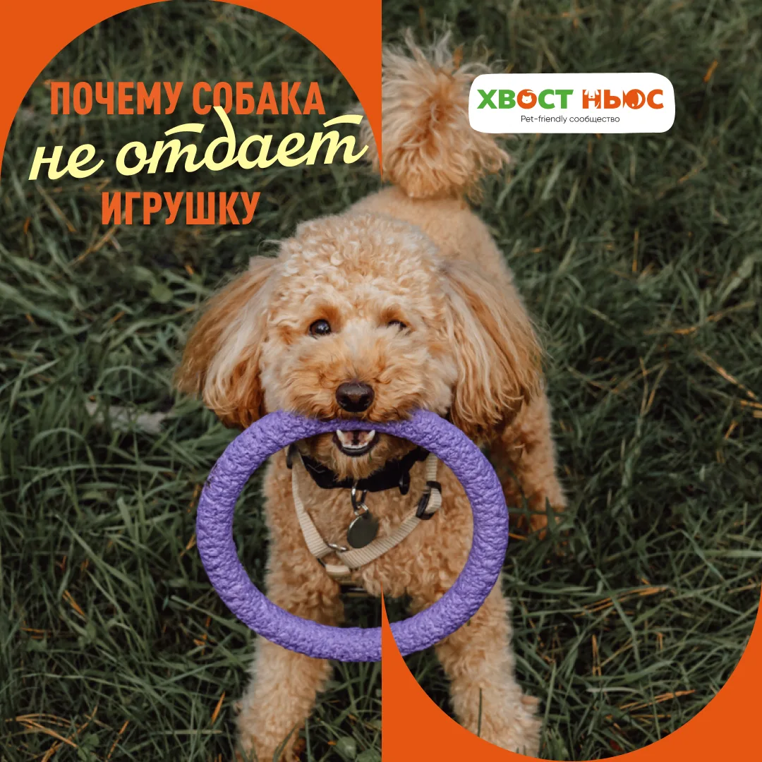 Собака приносит игрушку, но отдавать её совсем не собирается?