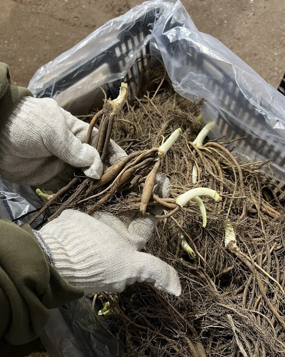🌿 Лилейник Джентл Шеферд — один из самых светлых и элегантных сортов. Почти белые крупные цветки с з