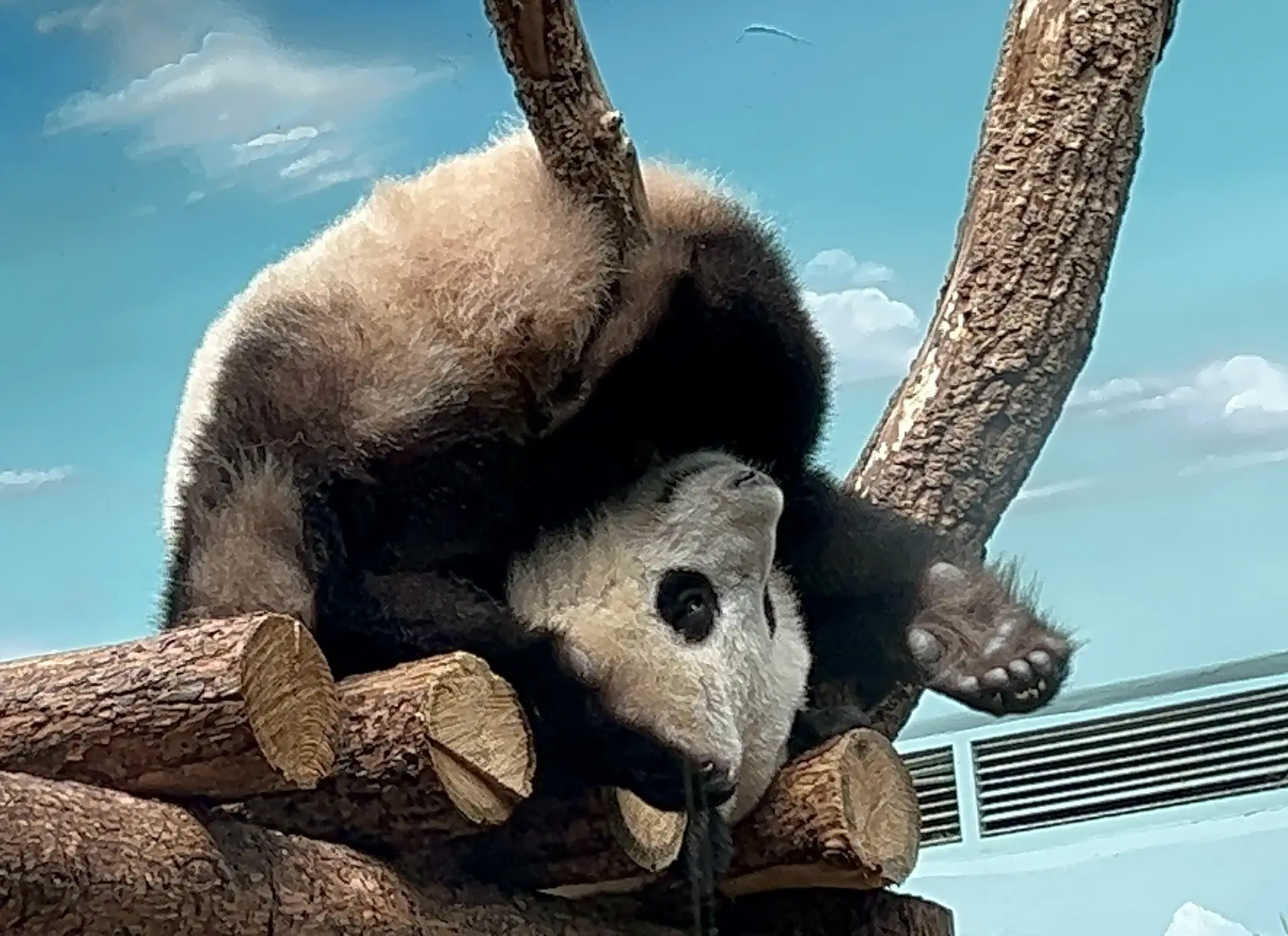 🤫Не мешайте, Катюша отдыхает🐼😁