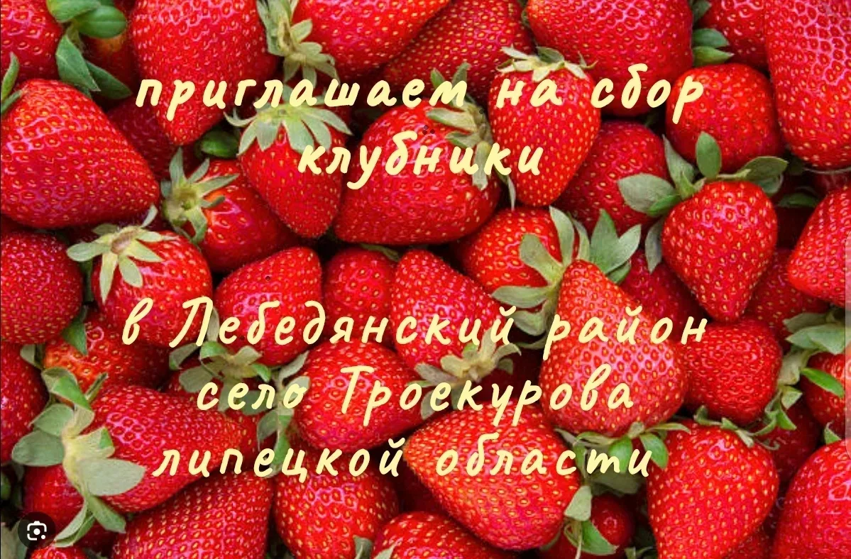 Приглашаем на работу на сбор ягод.