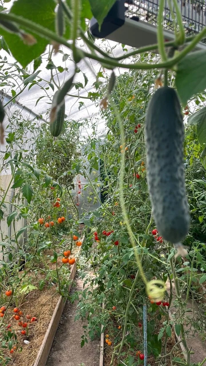 Июль еще не закончился, а в теплице под Анапой уже пахнет глубокой осенью.