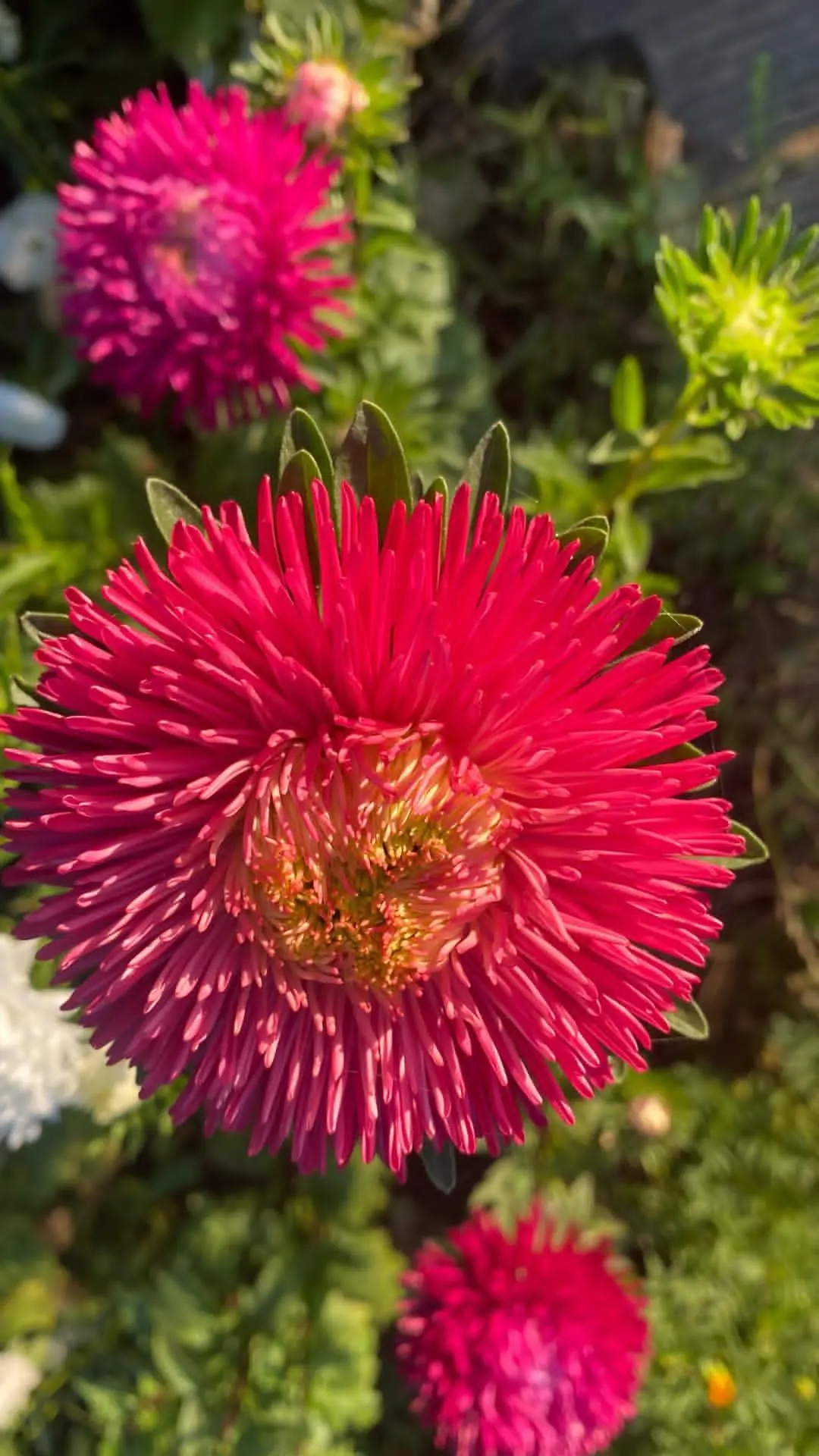 🤗Мσй λичный 🍁ςенτяδקьςหий🍁 💮Мαгний😍💮