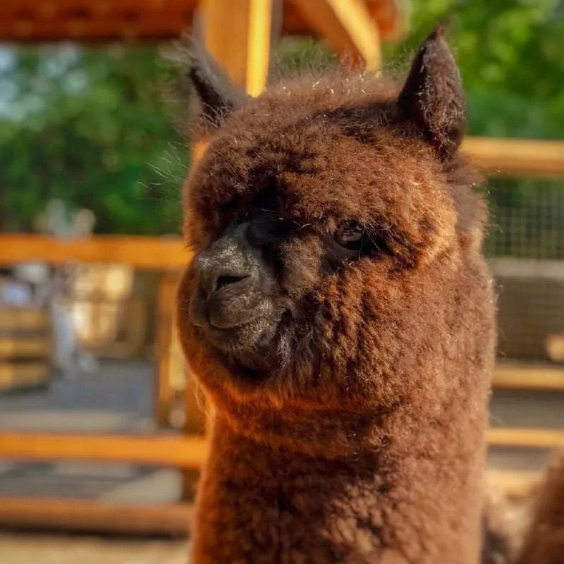 🦙 Идея для осенней прогулки с детьми