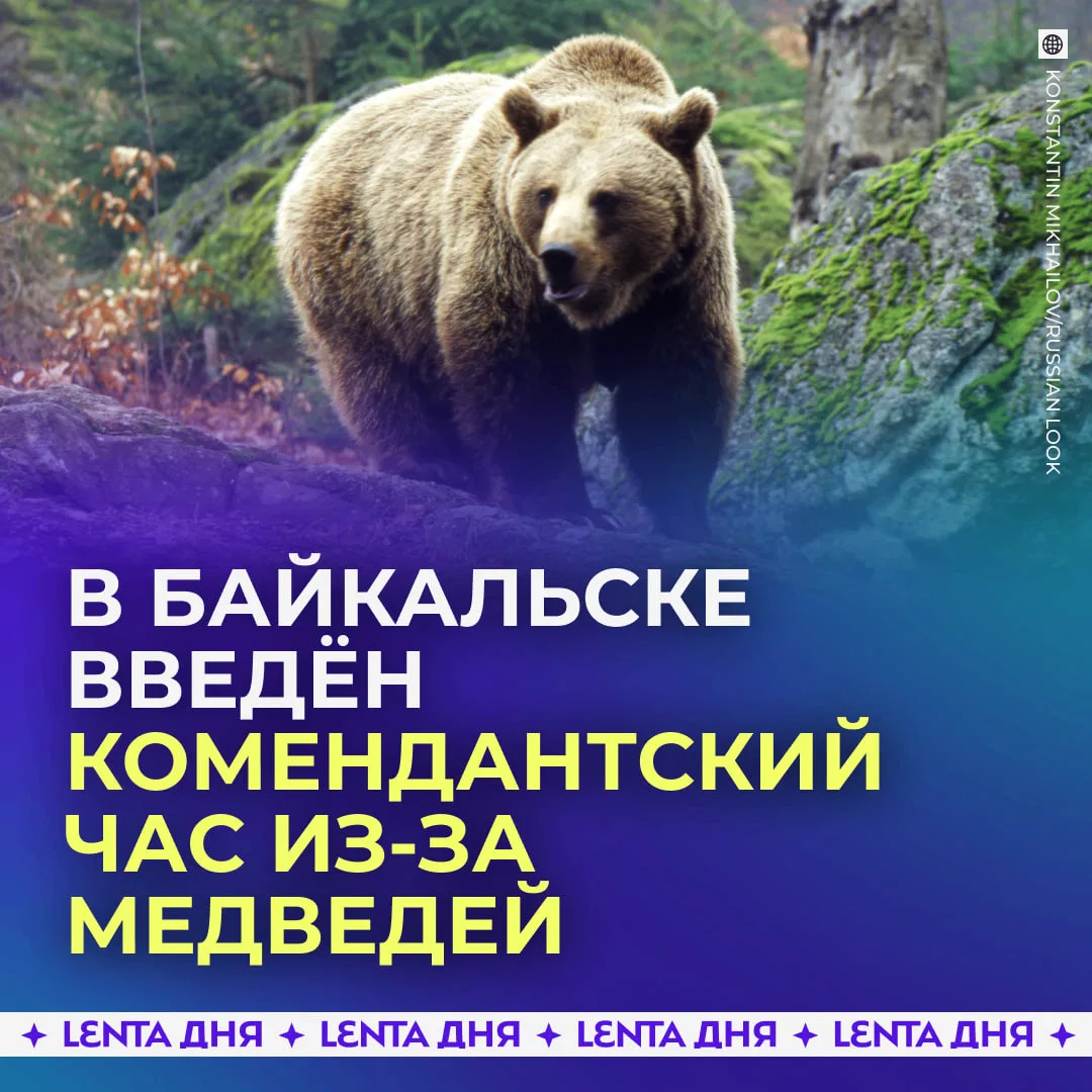🐻 Комендантский час ввели в российском городе из-за нашествия медведей.