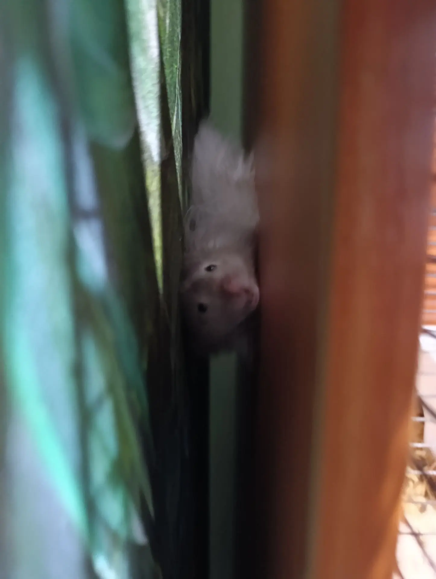 Мой пушистый хомячок 🐹 сбежал из клетки и слезал с шкафа