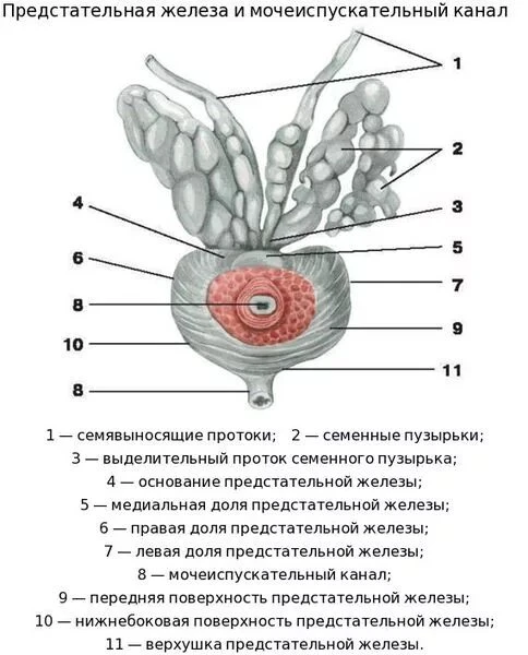 Про предстательную железу часто говорят, что это второе сердце мужчины. Я с этим не очень согласен, 