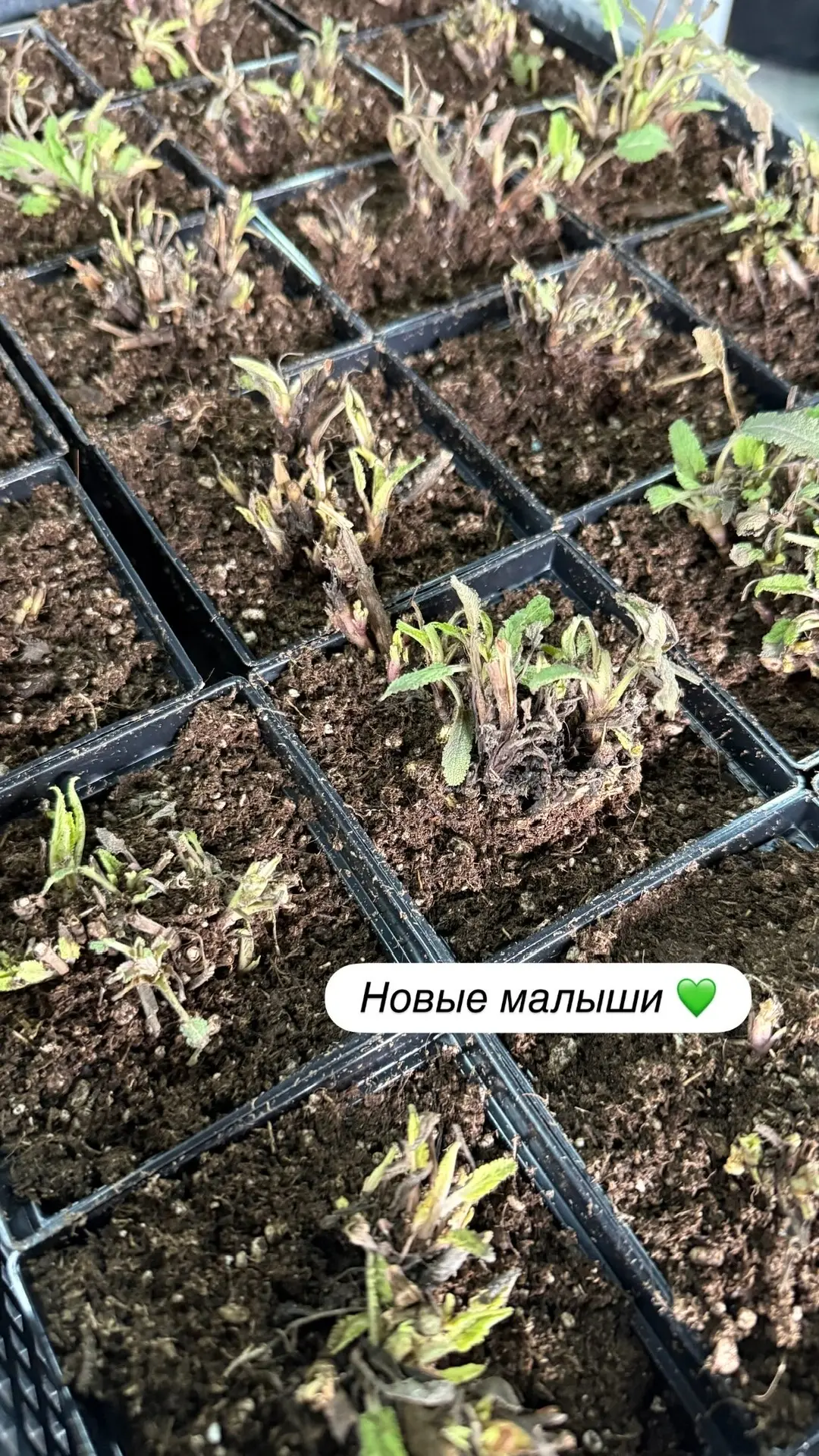 Весна наступает стремительно!  И вот земля потеплела и мы приступили к посадкам.   🪏Сейчас копаем и 