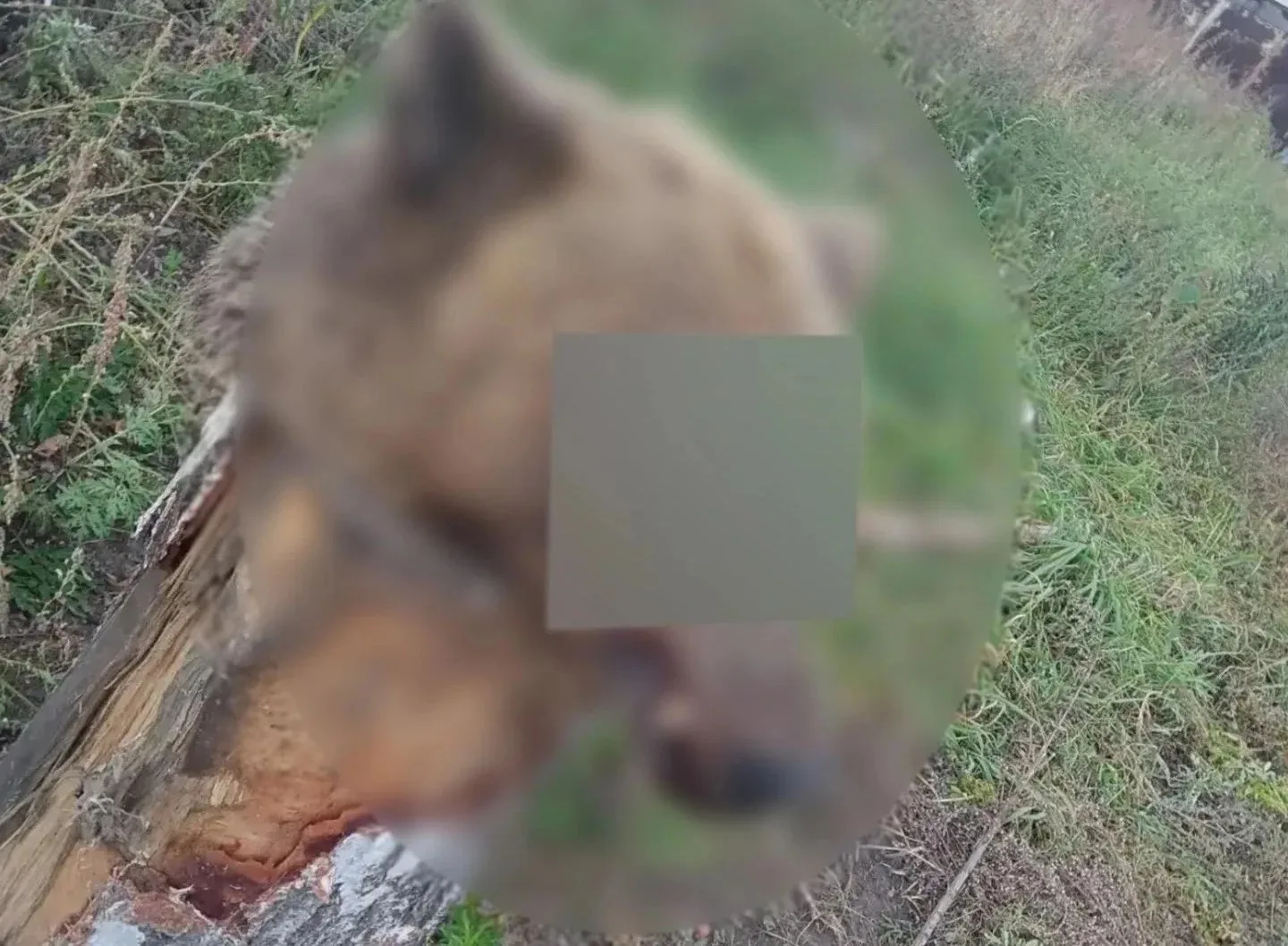 🐻 В Ангарске во дворе нашли голову медведя