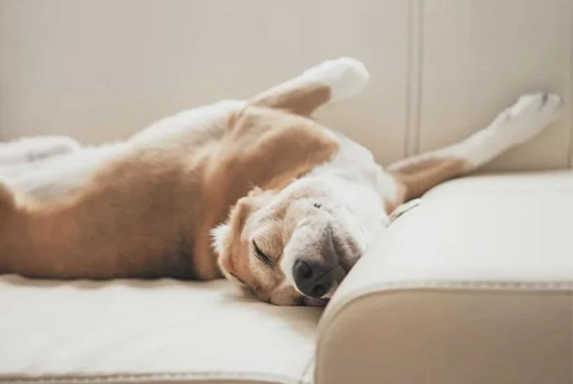 🐶 Сегодня — Всемирный день защиты животных