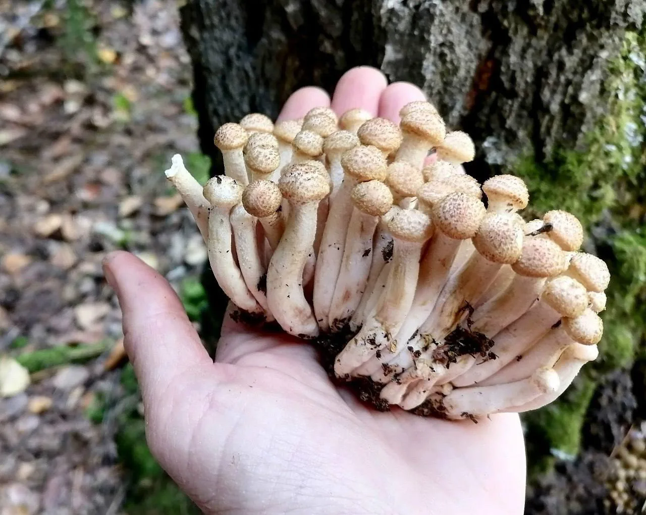 Омичи рассказали, где в регионе сейчас искать грибы 🍄‍🟫