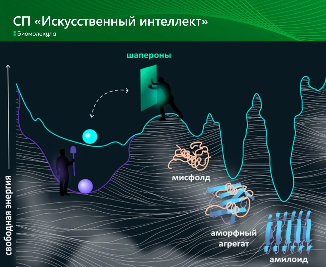 Почему эволюция не сделала белки максимально стабильными?