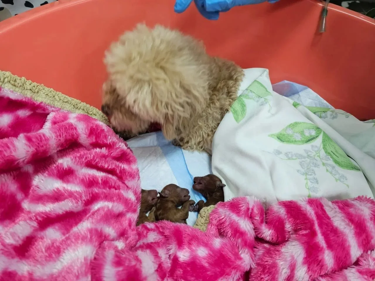 🐶🐶🐶На прием к ветеринарным специалистам ГБУ АО " Астраханская областная ветеринарная...