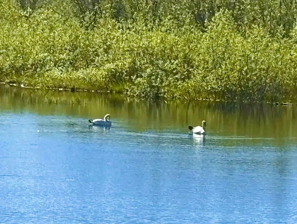 🦢 В Воркуте на местном водоёме поселились лебеди

Птицы ежегодно возвращаются в Заполярье и заселяю