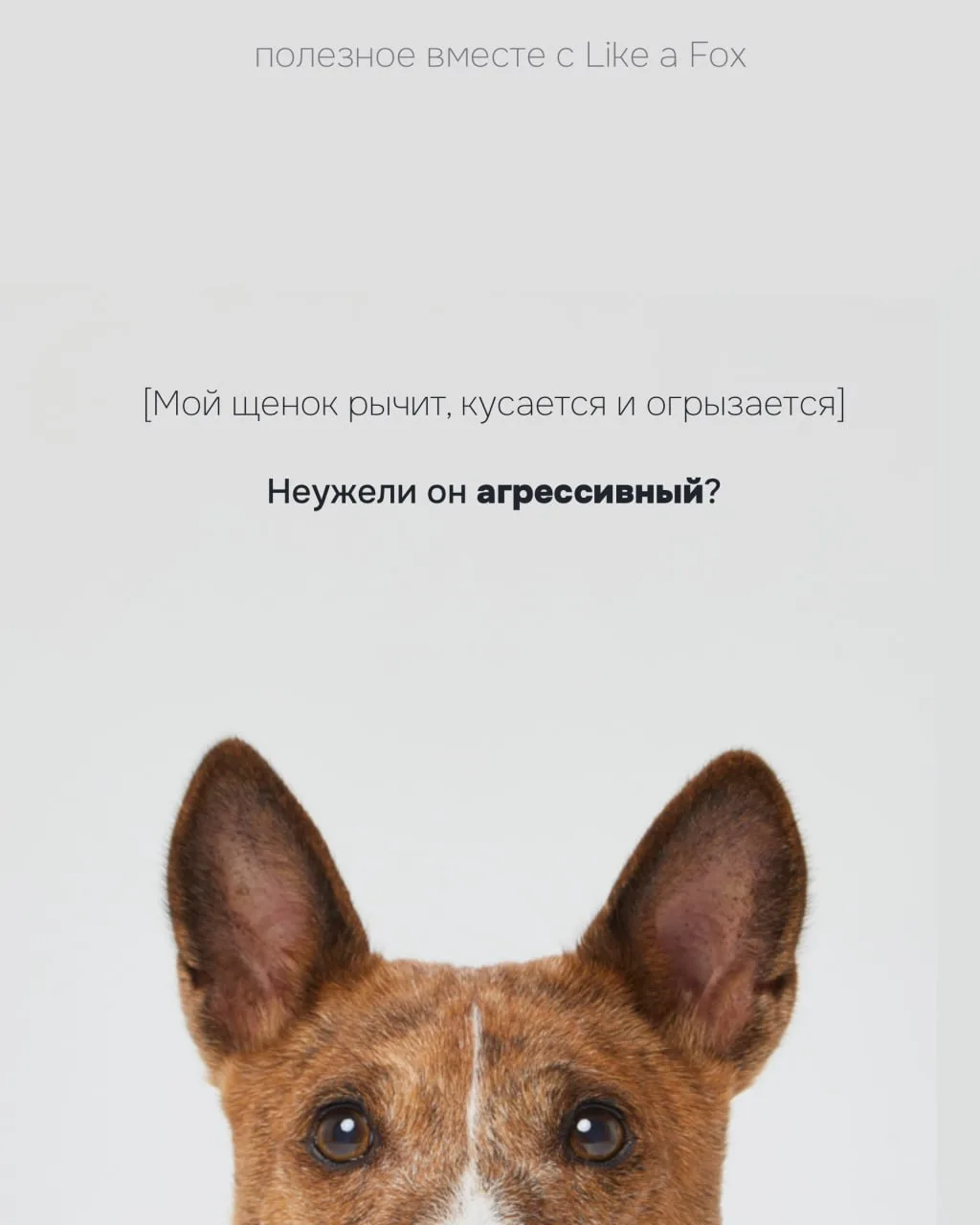 Щенок рычит, кусается и даже огрызается. Он агрессивный?