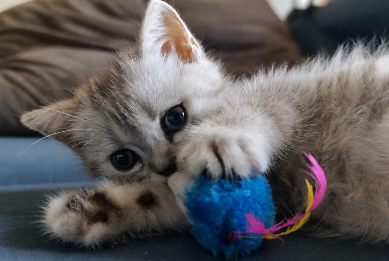 ПОКА КОТЯТА ЕЩЁ ДОМА